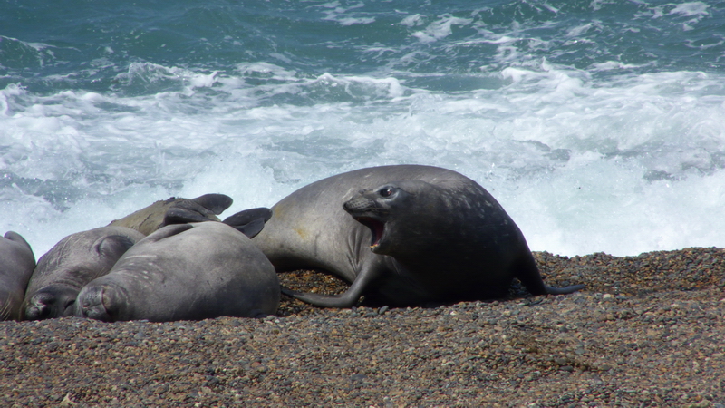 Elephants de Mer